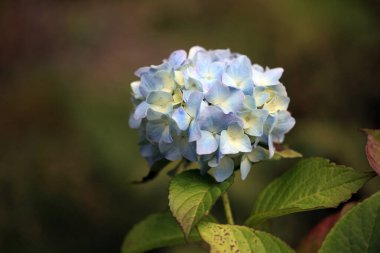Bir ortanca çiçeğinin yakın çekimi.