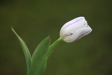 Bahçedeki güzel beyaz lale çiçekleri