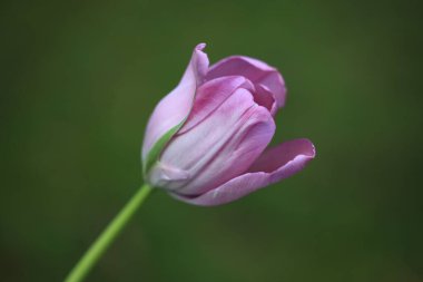 Bulanık arka planda güzel lale çiçekleri, bahar konsepti