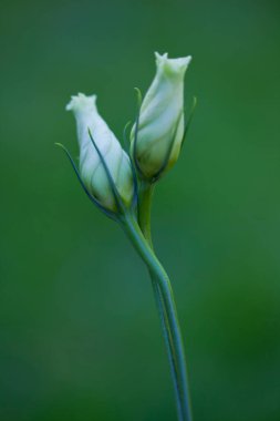 Güzel bir lale tomurcuğunun seçici odağı