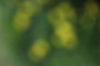 Sarı çiçekli bulanık arkaplan