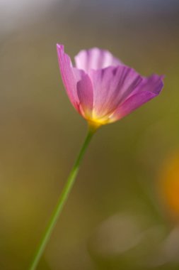 Bahçedeki güzel pembe çiçek