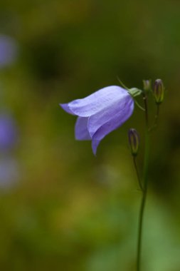 Bulanık arkaplanda çiçek açan mor çiçeğin yakın görüntüsü