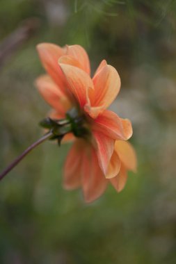 Güzel botanik fotoğrafı, doğal duvar kağıdı.