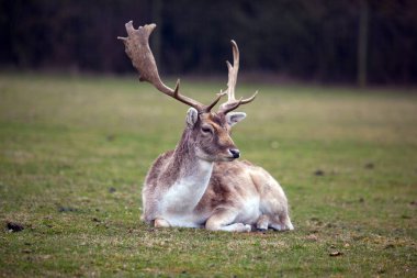 Büyük boynuzlu büyük kırmızı geyik, çayırdaki çimlerde geyik