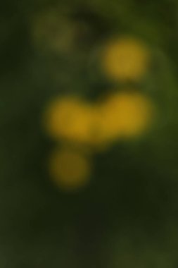 Bulanık arkaplan, sarı yapraklar