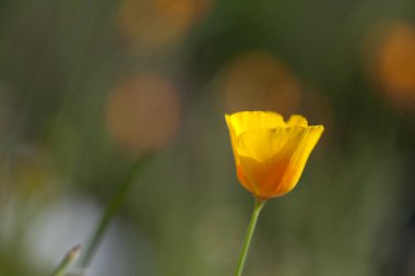 a close up image of a single yellow buttercup