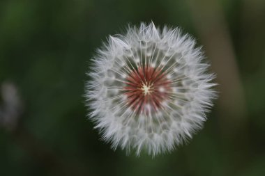 dandelion flower in the garden, close up