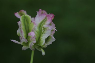 Bahçedeki güzel çiçekler