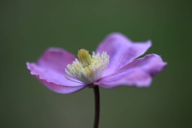 Bahçedeki güzel pembe çiçek