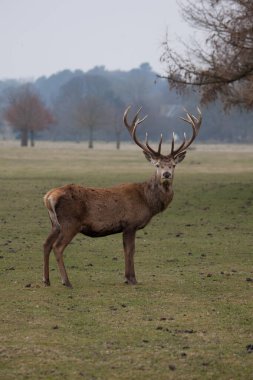 Çayırdaki kırmızı geyik