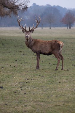 red deer stag in the park in autumn