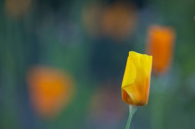 Bahçedeki portakal çiçeği