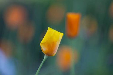 Bahçedeki güzel sarı çiçek