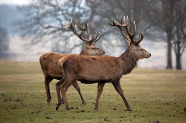Çayırdaki kırmızı geyik