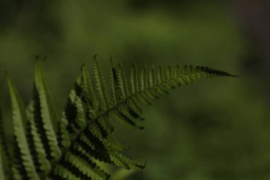 Bulanık arkaplanı olan yeşil bir yaprağın kapağını kapat