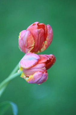 Bahçedeki lale çiçekleri