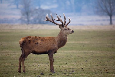 Kızıl geyik geyik Güz