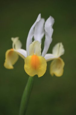 Yeşil arka plandaki güzel orkide çiçeğini kapat.