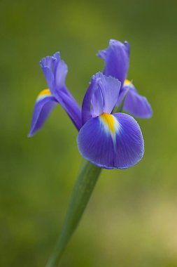 Bahçedeki güzel çiçekler