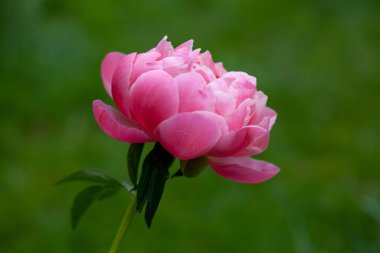 Bahçede büyüyen güzel çiçekler