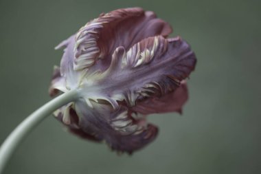 Kırmızı ve beyaz laleyi kapat.