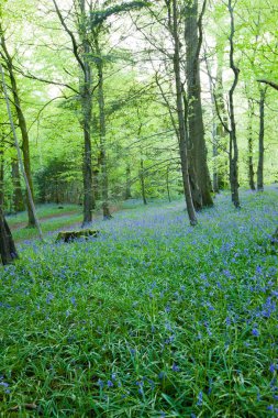 Ormanda güzel bahar çiçekleri