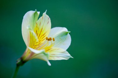 Bahçedeki güzel çiçekler
