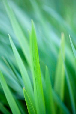 Yeşil çim arka plan, doğal arka plan