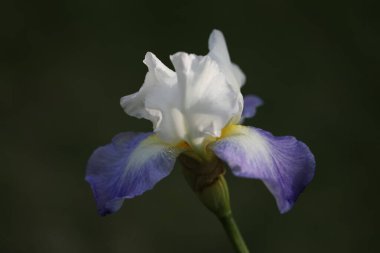 Iris çiçek siyah arka plan üzerine