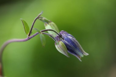Yakın plan - çiçek açan güzel çiçeklerin görüntüsü