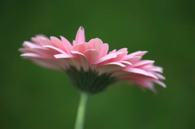 Bahçede pembe papatya