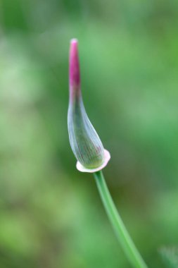 Bahçedeki güzel çiçekler