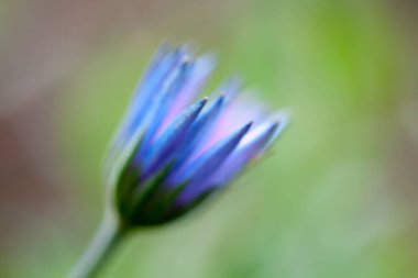 Bahçedeki mavi çiçek