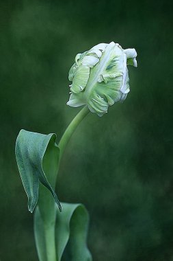 Bahçedeki güzel beyaz çiçek