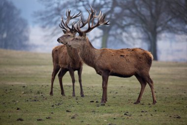 Kızıl geyik geyiği, Cervus elaphus