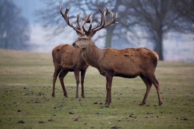 Sonbahar manzarasında kırmızı geyik.