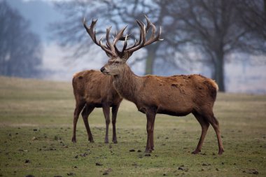 Ormanda kızıl bir geyik