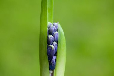 Bahçede güzel bahar çiçekleri