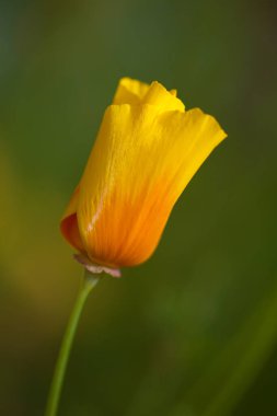 Bir çiçeğe yaklaş.