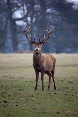 Kışın kırmızı geyik