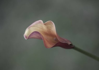 Bahçedeki lalenin seçici odağı