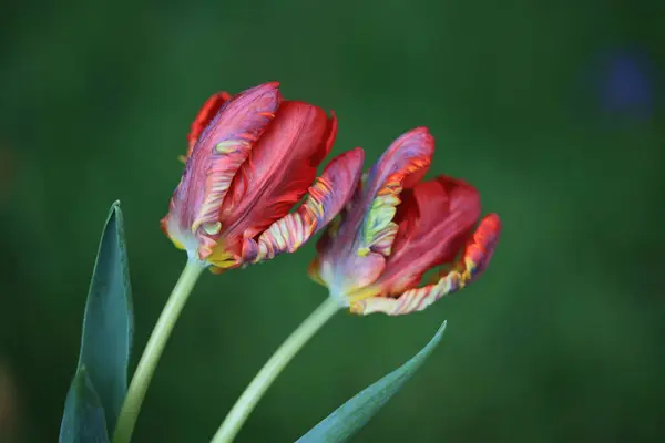 Bahçedeki kırmızı laleler
