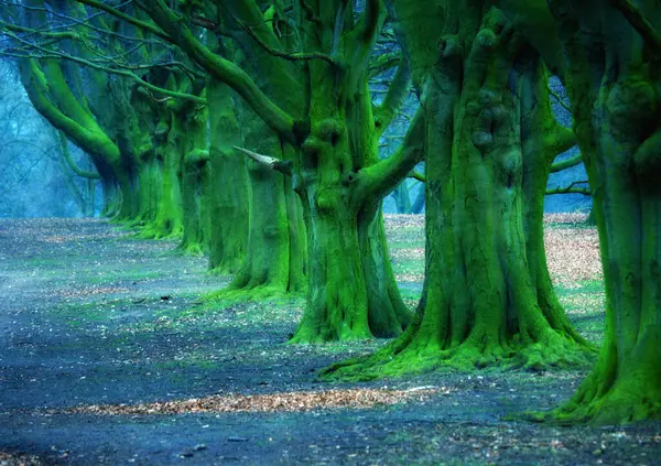 Ormandaki yaşlı meşe