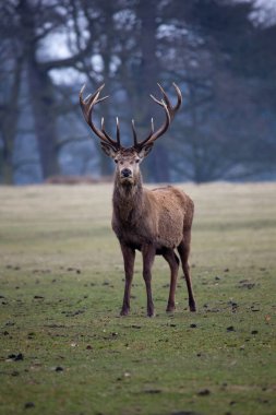 Ormandaki kırmızı geyik