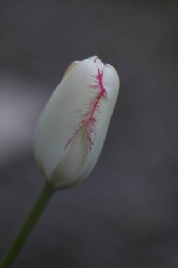Güzel botanik fotoğrafı, doğal duvar kağıdı.