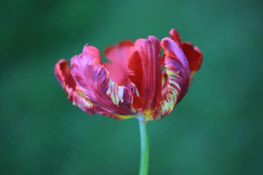 Bahçedeki kırmızı lale