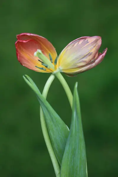 Bahçedeki kırmızı zambak çiçeği, kapat