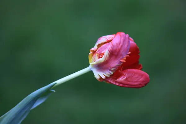 kırmızı zambak çiçekleri, flora