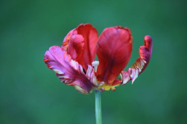 Bahçedeki kırmızı çiçek